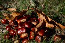 A journey into the Kingdom of Chestnuts: chestnut grove tour and tasting - Tasty Weekend Special