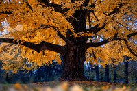 Autumn in Modena