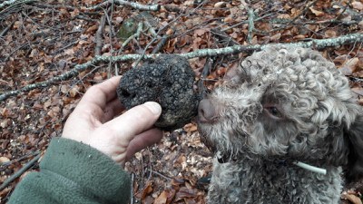 Mostra Mercato del Tartufo modenese (Montefiorino)