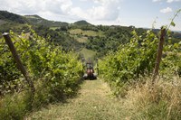 Acetaia Delizia Estense - Eredi Bertoni Sante