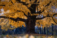 Sagre e feste d’autunno in Provincia di Modena