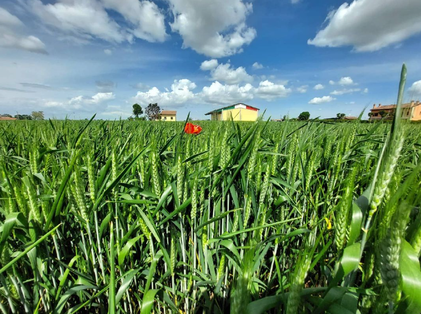 Introduction to grains and legumes at the Mulino Quartieri - Tasty weekend special