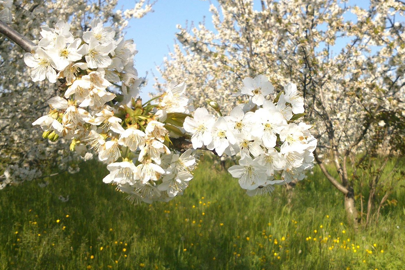 Fondo Montecuccoli 